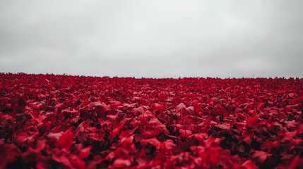 Fototapeta premium A vast field of vibrant red tulips under a cloudy sky, creating a striking contrast and showcasing nature's beauty.