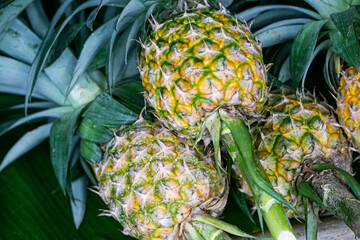 pineapple in the garden