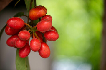 red berries of viburnum