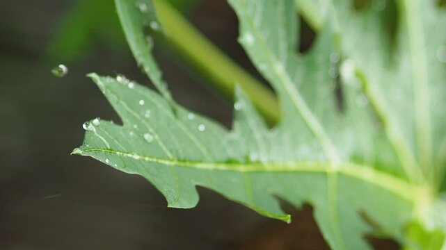 rainning drop on green fresh leafes and blur background 