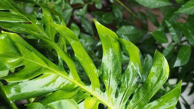 rainning drop on green fresh leafes and blur background 