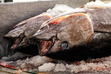 To maintain fresh tuna quality is quickly handling and protection from sun light.