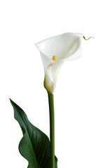Calla Lilly, cut out. Single Calla Lily, Pure and Serene, alpha. Transparent Image.