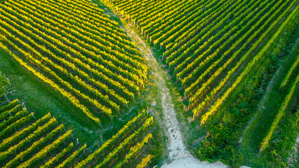 A breathtaking aerial view of the Vrbnik winery fields at sunset, located on the island of Krk,...