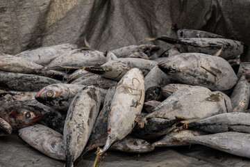 Frozen skipjack tuna is caught using purse seine fishing techniques during long trips lasting between 3 to 6 months. 