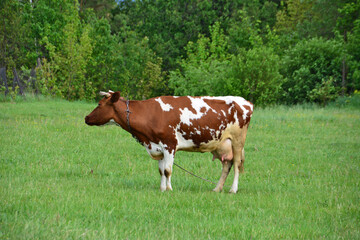 a cow with a rope tied to its neck stands in a field 