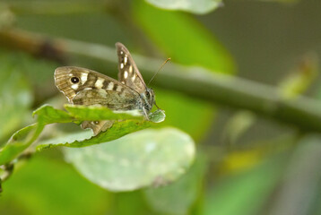 Butterfly on a green leaf, eye of a butterfly, speckled wood on the leaf, close-up speckled wood, brown butterfly