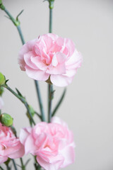 ピンクのカーネーション