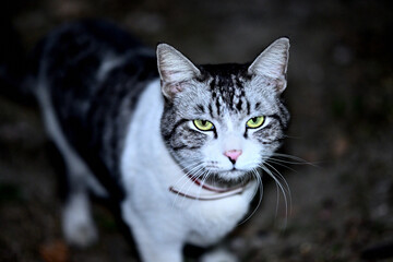Sichuan Jianzhou Cat