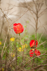 Obraz premium red poppy flowers