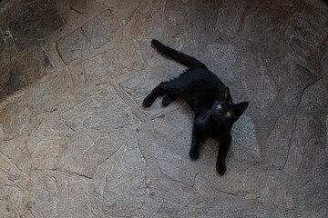 Cute and sweet little black kitten