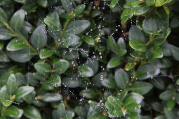 Spider web threads covered with dew drops against the background of bush branches with green leaves