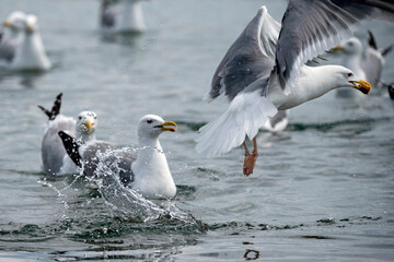 Seagull in summer on the beach