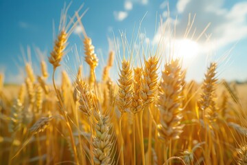 Fototapeta premium Golden wheat fields basking in the warm sunlight with a backdrop of clear blue skies, showcasing the natural beauty and abundance of a summer harvest