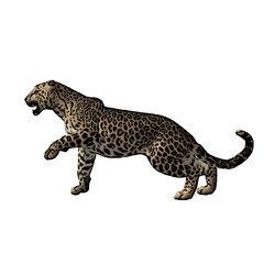 Jaguar vector ilustration design isolated template 