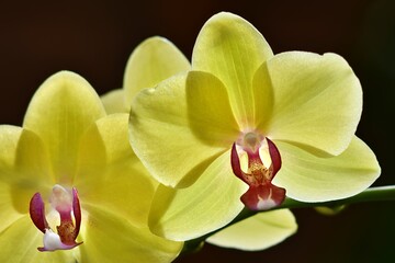 Żółte kwiaty orchidei Phalaenopsis