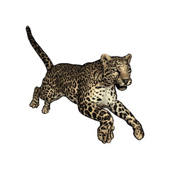 Jaguar vector ilustration design isolated template 