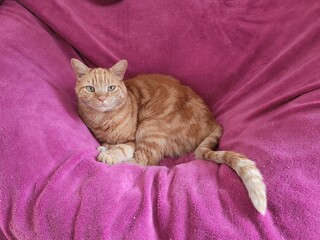 Chat tigré 