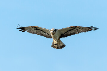 Balbuzard pêcheur, Pandion haliaetus, Western Osprey