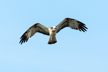 Obraz premium Balbuzard pêcheur, Pandion haliaetus, Western Osprey