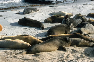 Eléphant de mer, Mirounga leonina,  Iles Falkland, Malouines