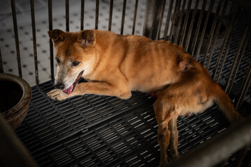 A peaceful brown dog resting inside a cage at a shelter on a sunny afternoon