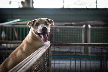 Happy dog in a shelter eagerly waiting for adoption in a bright indoor space during daylight hours