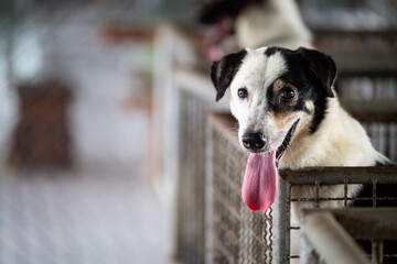 Happy dog with a long tongue resting in a shelter kennel during daylight hours