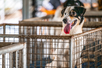 A playful dog with a wagging tongue eagerly awaits adoption in a lively animal shelter during the...