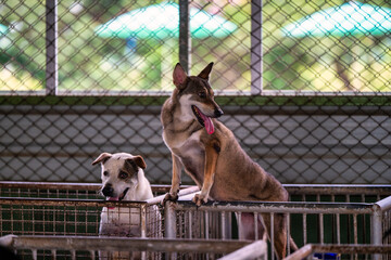Two dogs in a kennel playfully interacting at an animal shelter on a sunny afternoon in the...