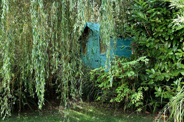 A weeping willow hiding a garden shed © Shy Radar
