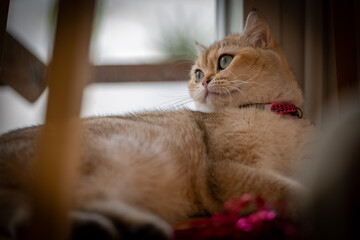 A curious cat relaxes by a sunny window while observing its surroundings in a cozy indoor setting during the afternoon