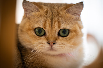 A close-up of a curious orange cat with striking green eyes in a cozy indoor setting during daylight hours