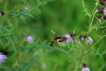  Burnt-spot hummingbird hawkmothsitting on thistle flower in summer meadow.