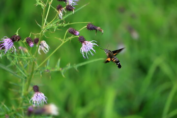  Burnt-spot hummingbird hawkmothsitting on thistle flower in summer meadow.