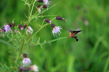  Burnt-spot hummingbird hawkmothsitting on thistle flower in summer meadow.