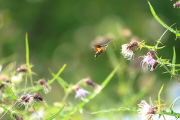  Burnt-spot hummingbird hawkmothsitting on thistle flower in summer meadow.