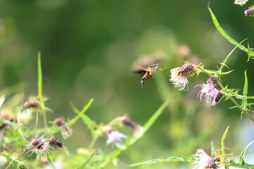  Burnt-spot hummingbird hawkmothsitting on thistle flower in summer meadow.