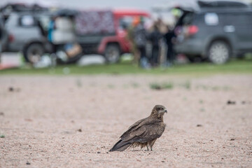 Eagle Sitting on the Ground