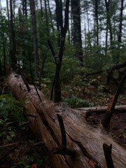 redwood chestnut fallen tree branches forest canopy after storm 