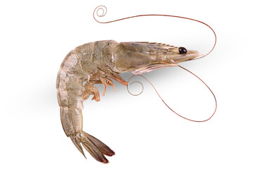 Fresh Shrimp or Tiger Prawn isolated on transparent background