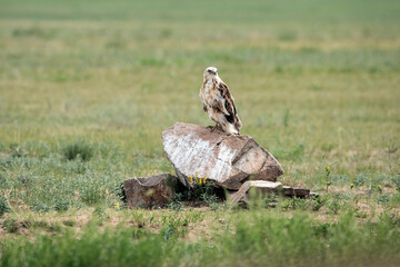 Eagle Sitting on the Ground