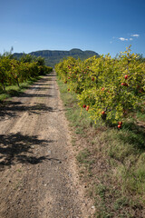 Pomegranates growing naturally in a farm or orchard.