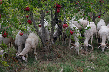 Pomagranate trees and sheep