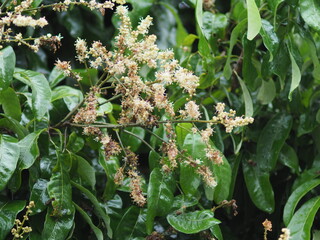 longan flower blooming on tree ready for transection to fruit
