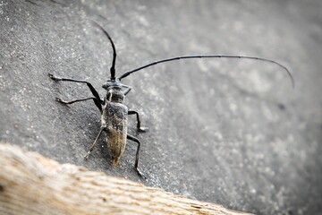A large beetle with long antennae lies on its back in a defensive position.