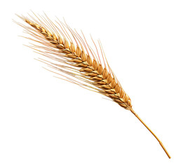 Single golden wheat stalk with ripe grains on a transparent background