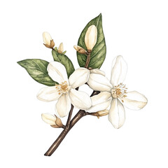 Vanilla flower hand drawn watercolor paint