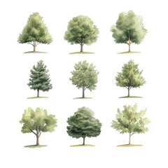 tree isolated transparent background