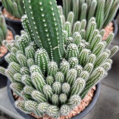 cactus in a pot